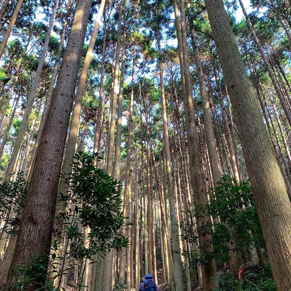 熊野古道 大辺路ルート富田坂