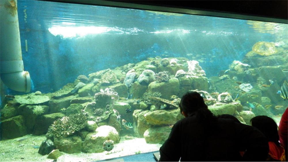 京都大学白浜水族館