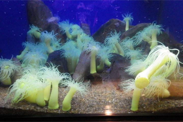 京都大学白浜水族館