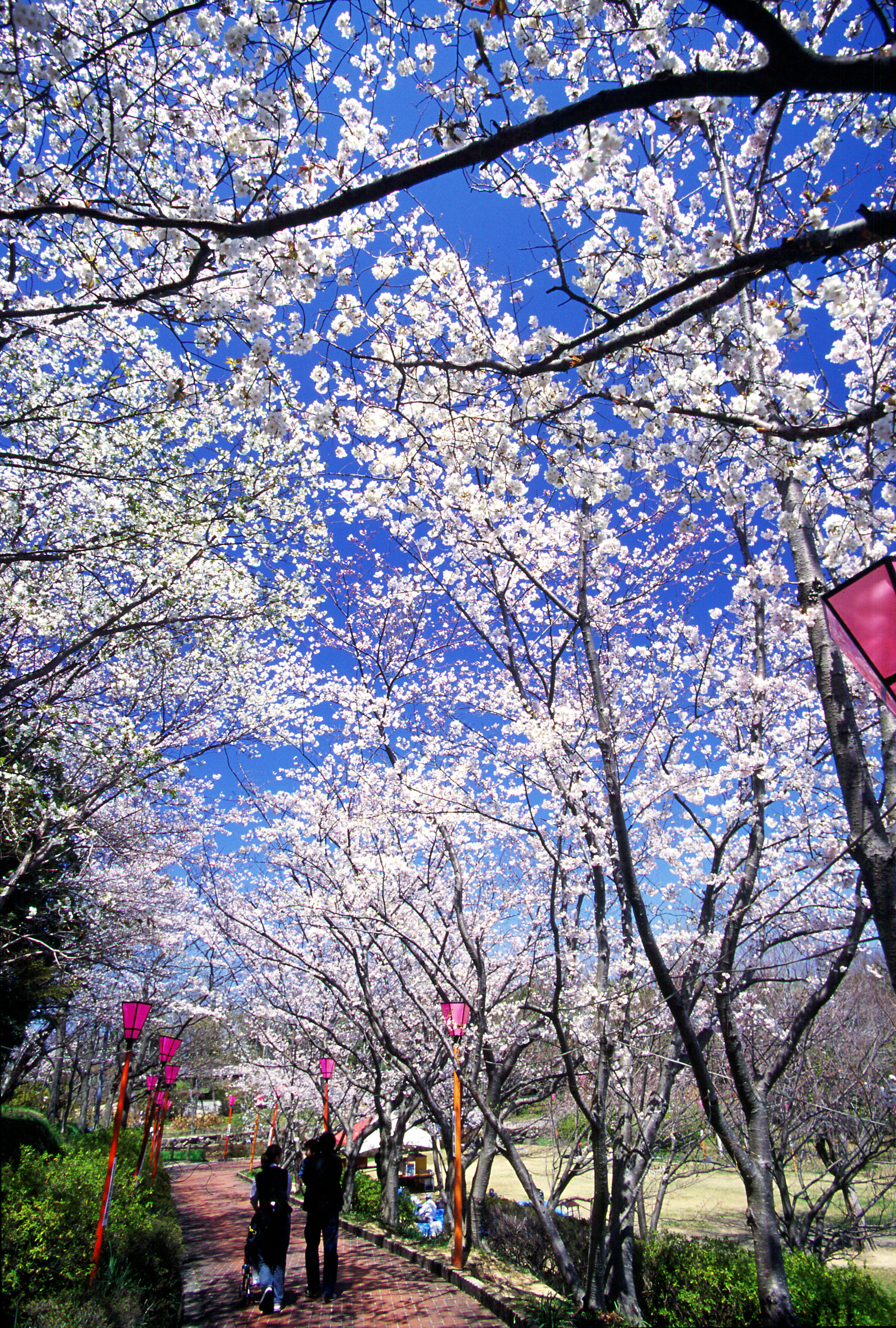 平草原