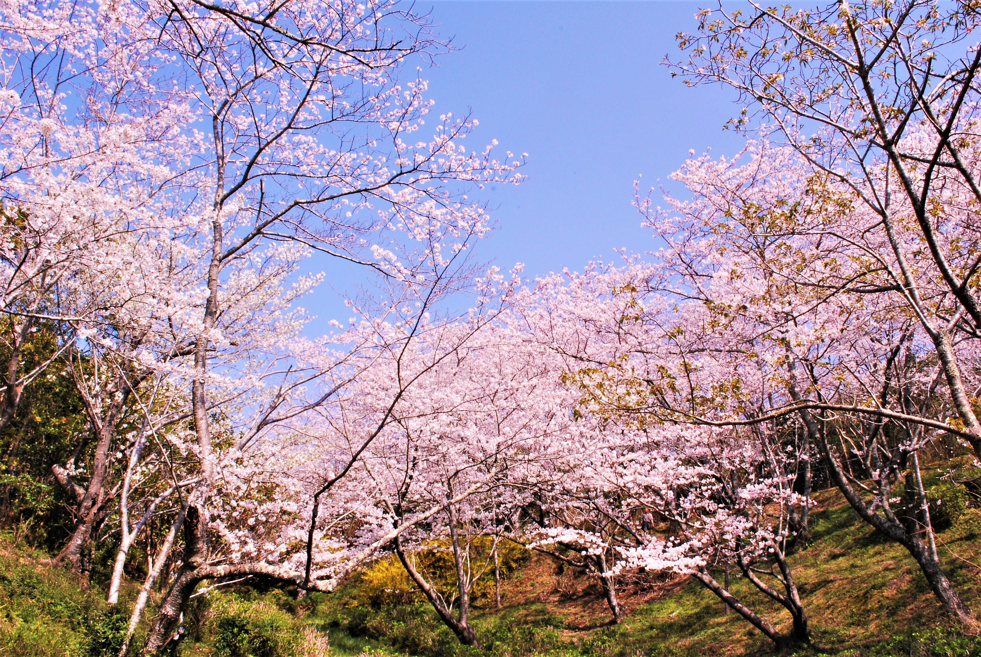 平草原