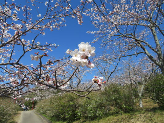 平草原