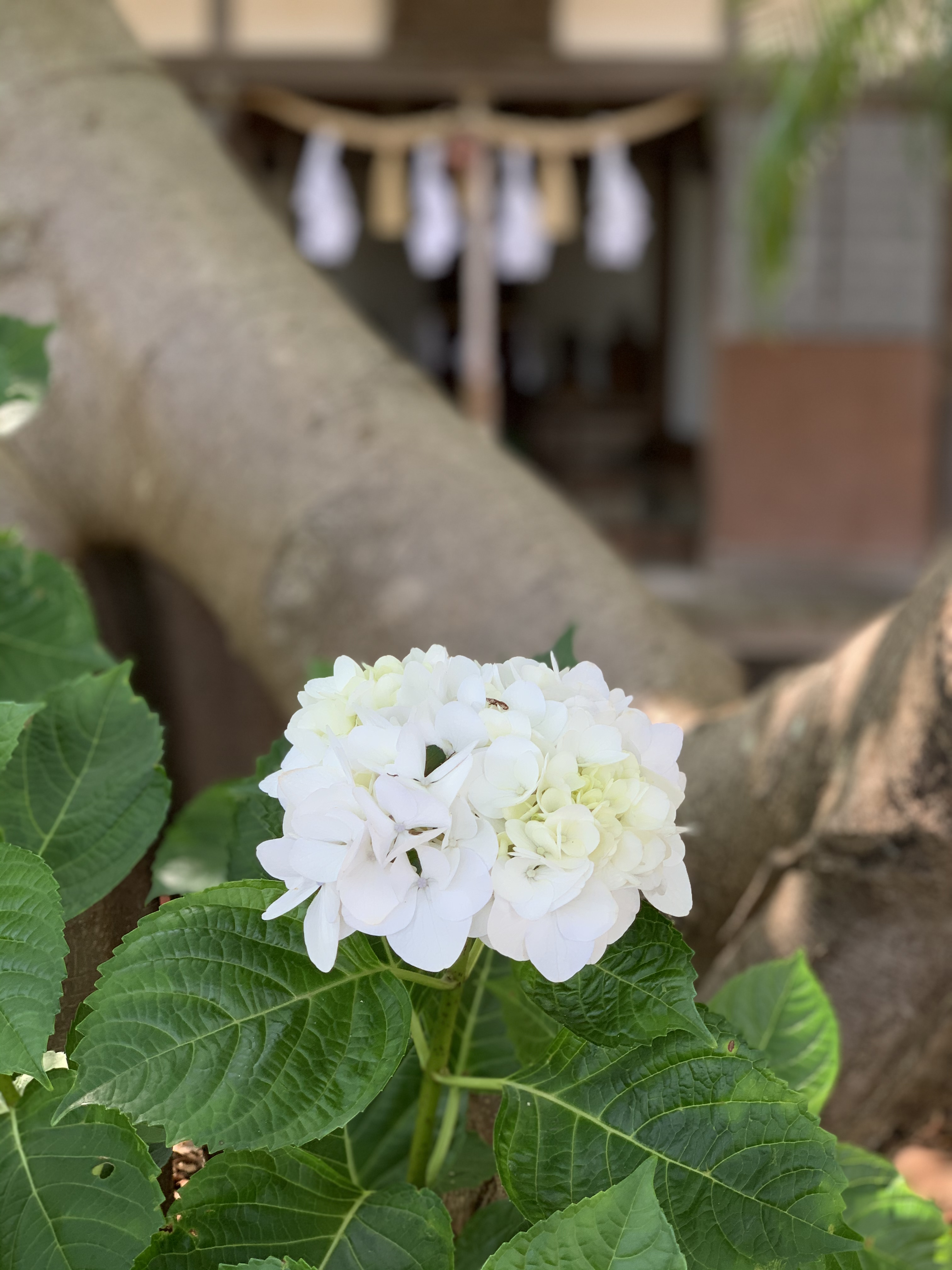 歓喜神社