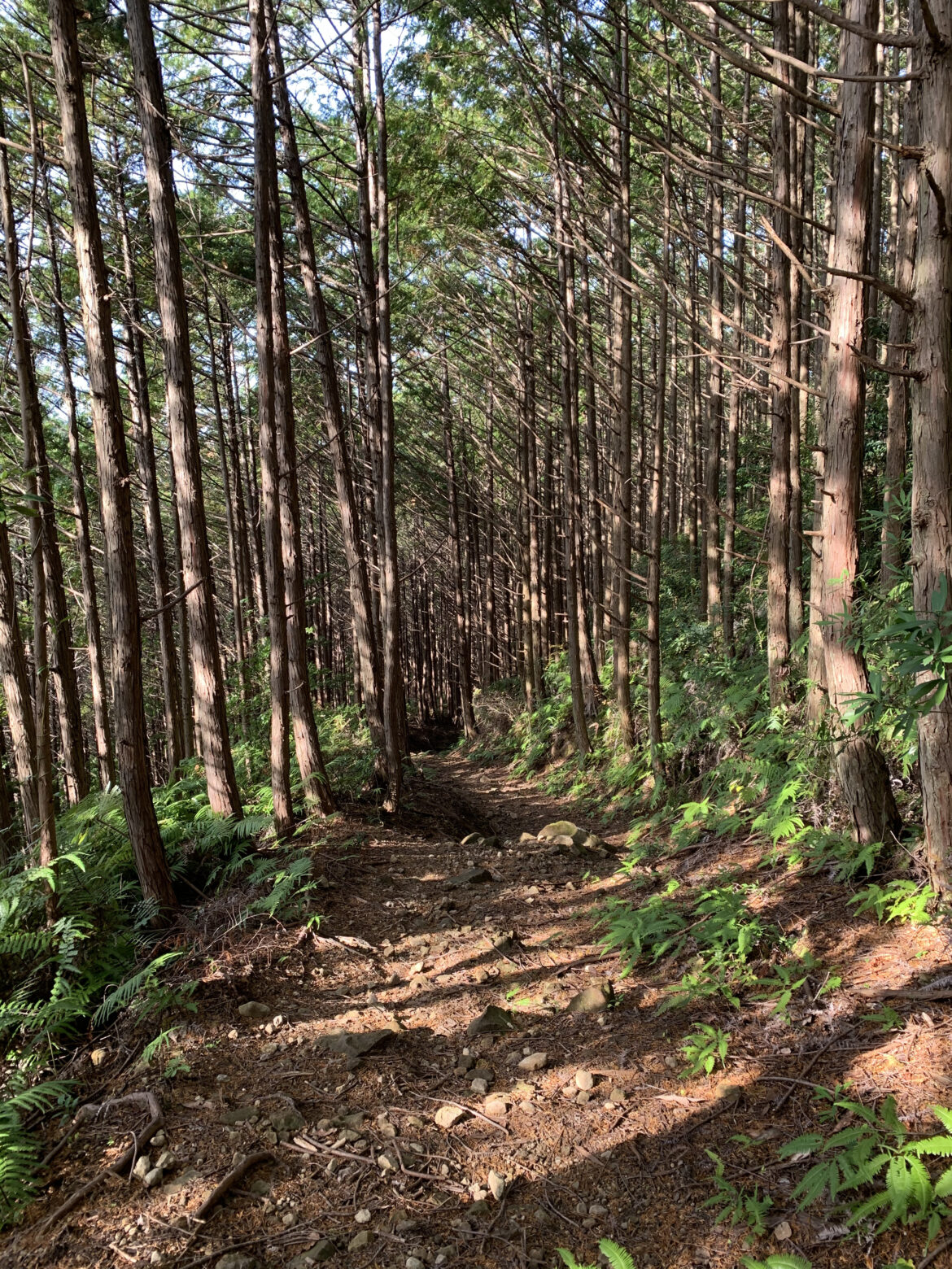 熊野古道大辺路ルート　富田坂