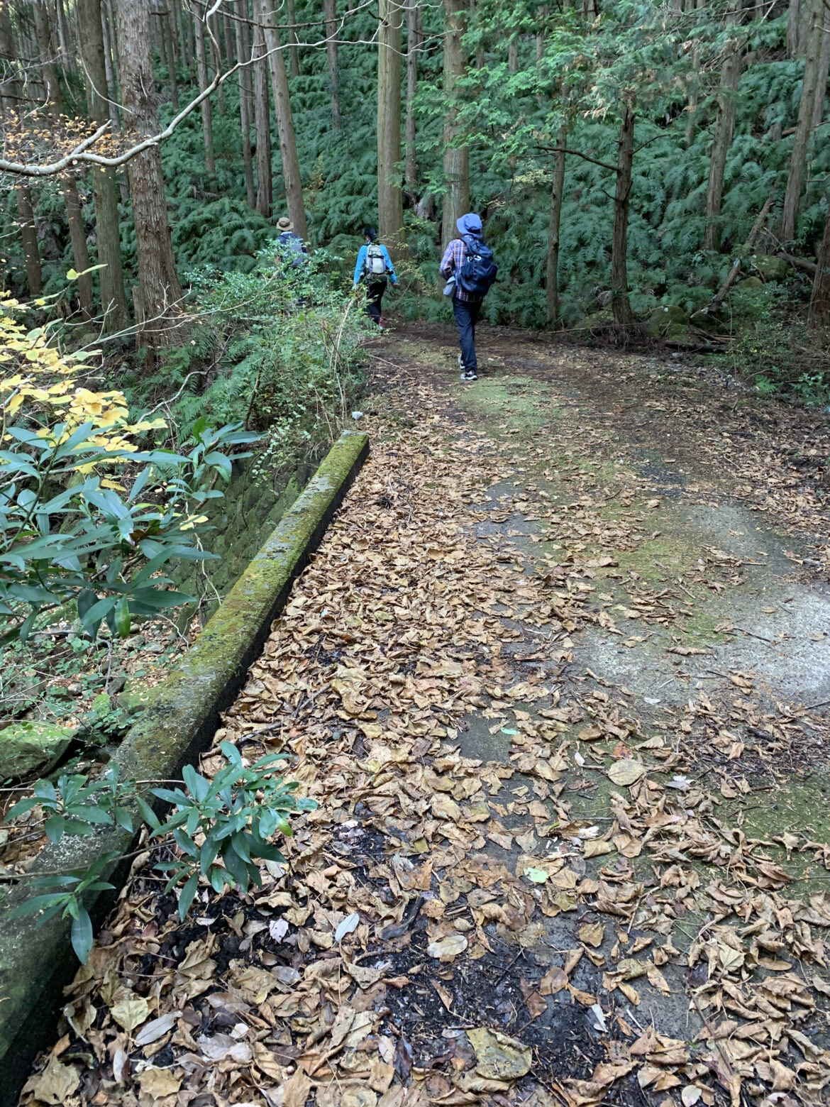 熊野古道大辺路ルート　富田坂