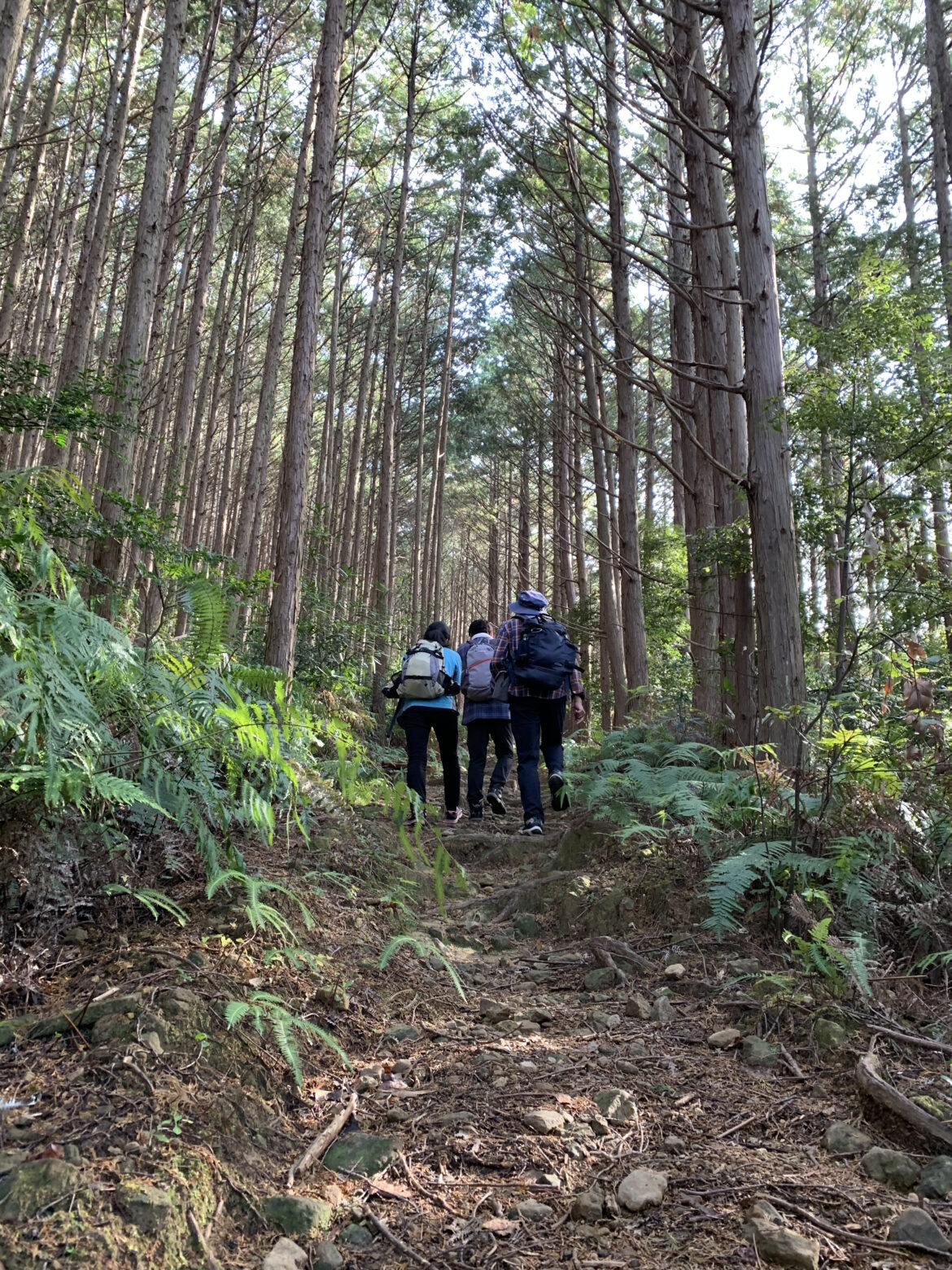 熊野古道大辺路ルート　富田坂