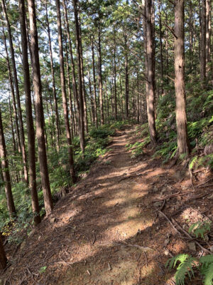 熊野古道大辺路ルート　富田坂